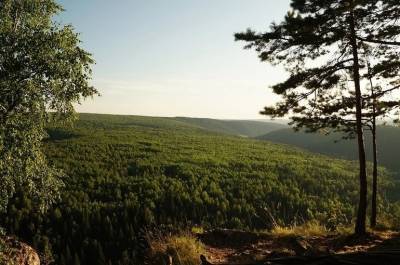 Совет Федерации одобрил закон о лесной реформе - pnp.ru