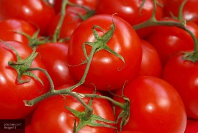 Названы главные ошибки садоводов при выращивании томатов - newinform.com