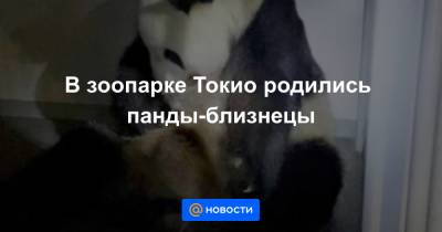 В зоопарке Токио родились панды-близнецы - news.mail.ru - Токио