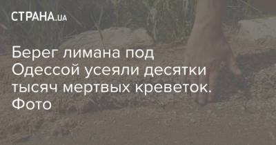 Берег лимана под Одессой усеяли десятки тысяч мертвых креветок. Фото - strana.ua - Одесса - Одесская обл.