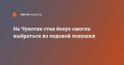 На Чукотке стая белух смогла выбраться из ледовой ловушки - ren.tv - Чукотка