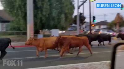 Полицейские устроили погоню за сбежавшими с бойни коровами в Калифорнии - gazeta.ru - Челябинск - Лос-Анджелес - шт. Калифорния