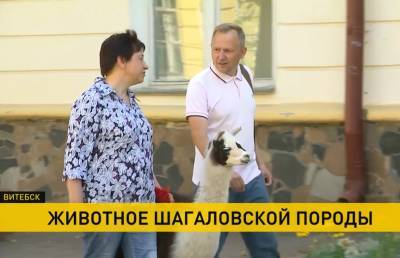 Что делает лама в центре Витебска? Познакомились с ней поближе - ont.by - Витебск