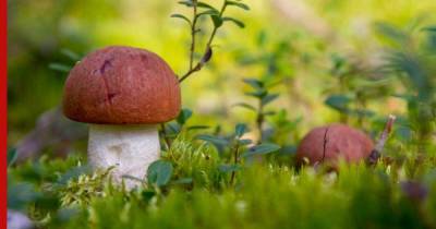 Как правильно и экологично собирать грибы: 10 советов лесника - profile.ru
