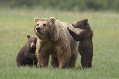 Андрей Гурулев - Медведица и два медвежонка помешали потушить пожар под Читой - chita.ru - Чита