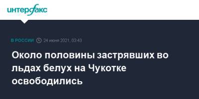 Около половины застрявших во льдах белух на Чукотке освободились - interfax.ru - Москва - Чукотка