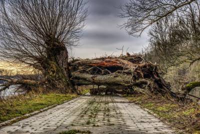 Сильная гроза в Гродно повалила несколько деревьев - grodnonews.by