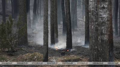 В Брестской области до конца дня планируют ввести повсеместный запрет на посещение лесов - belta.by - Березовск - район Лунинецкий