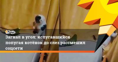 Загнал в угол: испугавшийся попугая котёнок до слез рассмешил соцсети - ridus.ru - Twitter