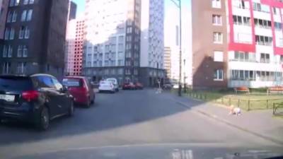В Кудрово едва не сбили годовалого ребенка, выползшего на дорогу - piter.tv