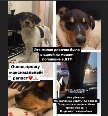 Липчанка ищет дом щенку, чей хозяин пострадал в ДТП - lipetskmedia.ru - Липецк