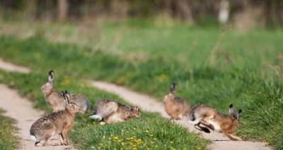 В Кременной поймали браконьера с семью зайцами - cxid.info - Луганская обл. - район Сватовской - Экология
