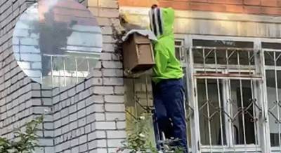 «Жужжащую массу счищали в короб»: в Ярославле рой пчел атаковал многоэтажку. Видео - progorod76.ru - Ярославская обл. - Ярославль