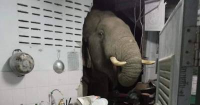 "Он опять пришел готовить": в Таиланде слон разрушил стену дома, чтобы украсть еду с кухни (видео) - focus.ua - Украина - Таиланд - Азия