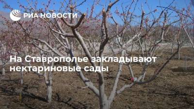 На Ставрополье закладывают нектариновые сады - smartmoney.one - Ставрополье
