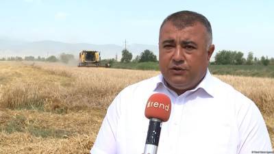 Пшеница убрана на более чем половине посевных площадей – Минсельхоз Азербайджана - trend.az - Азербайджан