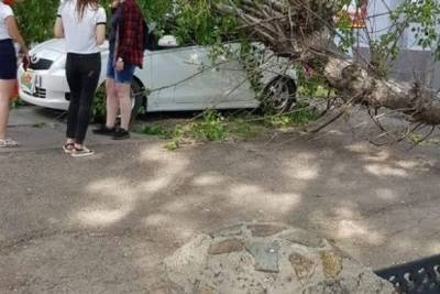 Сгнивший тополь упал на машину рядом с магазином «Продмикс» в Чите - chita.ru - Чита
