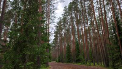 Петербуржцам напомнили о запрете гулять по городским лесам и разводить огонь - piter.tv - Санкт-Петербург