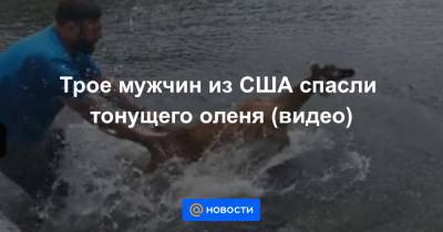 Екатерина Гура - Трое мужчин из США спасли тонущего оленя (видео) - news.mail.ru - США