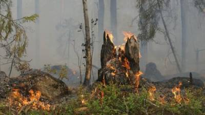 В пензенских лесах ожидается высокая пожарная опасность - penzainform.ru - Пензенская обл.