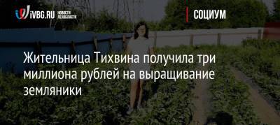 Жительница Тихвина получила три миллиона рублей на выращивание земляники - ivbg.ru - Украина - Ленинградская обл. - Санкт-Петербург