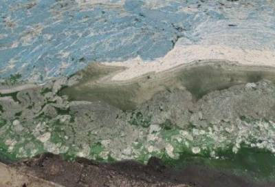 Из-за цветущих водорослей Каховское водохранилище превратилось в болото (ФОТО) - enovosty.com - Запорожская обл. - Никополь