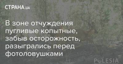 В зоне отчуждения пугливые копытные, забыв осторожность, разыгрались перед фотоловушками - strana.ua - Украина