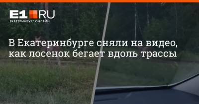 В Екатеринбурге сняли на видео, как лосенок бегает вдоль трассы - e1.ru - Екатеринбург