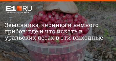 Земляника, черника и немного грибов: где и что искать в уральских лесах в эти выходные - e1.ru - Екатеринбург - Челябинская обл. - Свердловская обл.