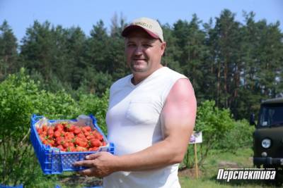 Клубничная пора: как выращивают самую популярную летнюю ягоду в филиале «Поречанка» - grodnonews.by - Белоруссия