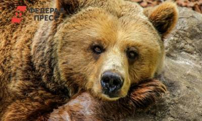 В Лесосибирске голодный медведь едва не напал на людей - fedpress.ru - Лесосибирск