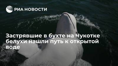 Белухи, ранее застрявшие во льдах в бухте на Чукотке, могут спокойно уйти в море - ria.ru - Чукотка - Владивосток
