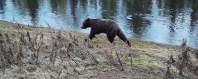 В Лесосибирске два медведя вышли на улицы города - runews24.ru - Лесосибирск