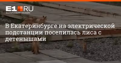 В Екатеринбурге на электрической подстанции поселилась лиса с детенышами - e1.ru - Екатеринбург - Экология