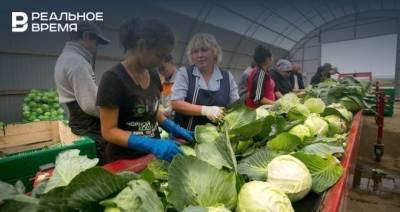 Минсельхозпрод Татарстана ожидает новых поставок овощей к середине следующей недели - realnoevremya.ru - Россия - респ. Татарстан