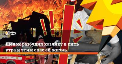 Щенок разбудил хозяйку в пять утра и этим спас ей жизнь - ridus.ru - Малайзия