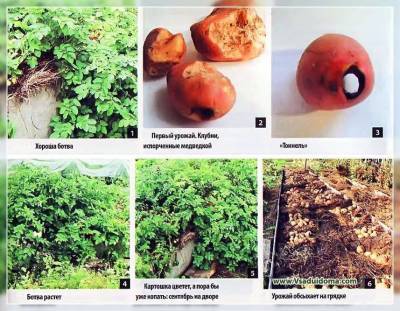Выращивание картофеля – мои отзывы об «альтернативных способах» и экспериментах с картошкой (г.Орел) - skuke.net - Орел