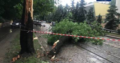 Во Львове из-за урагана пострадал человек - dsnews.ua - Украина - Львов - Гсчс
