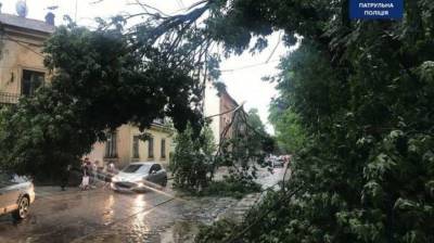 Буря во Львове – власти города объявили чрезвычайную ситуацию - lenta.ua - Украина - Львов - Луцк