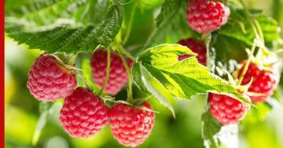 Как увеличить урожайность малины: одна хитрость позволит собирать ягоду ящиками - profile.ru