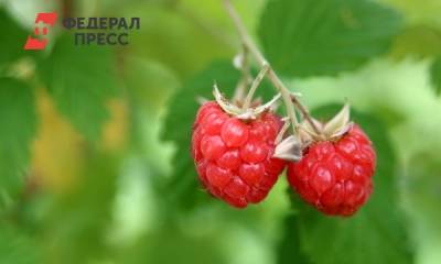 Юлия Чехонина - Диетолог назвала ягоду для профилактики инфаркта и инсульта - fedpress.ru - Москва