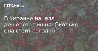 В Украине начала дешеветь вишня. Сколько она стоит сегодня - strana.ua - Украина