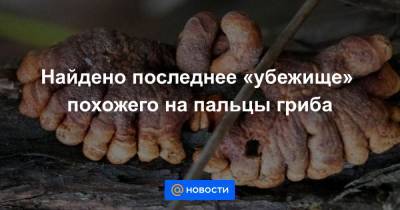Найдено последнее «убежище» похожего на пальцы гриба - news.mail.ru - Австралия - Новая Зеландия