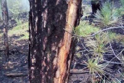 В Бурятии вторые сутки тушат четыре лесных пожара - ulan.mk.ru - респ.Бурятия