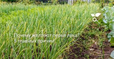 Почему желтеют перья лука? 5 главных причин - skuke.net