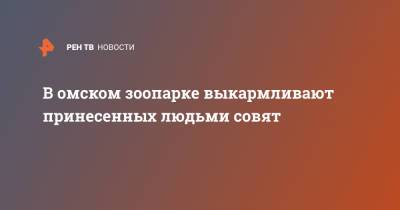 В омском зоопарке выкармливают принесенных людьми совят - ren.tv - Омск