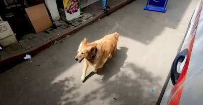 Пёс со всех лап бросился за скорой, увозящей хозяйку, и от этого видео сердце разрывается на части - reendex.ru - New York