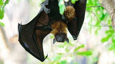 В Индии у летучих мышей нашли смертельно опасный для людей вирус Nipah - iz.ru - Израиль - India - штат Махараштра