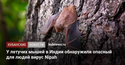 У летучих мышей в Индии обнаружили опасный для людей вирус Nipah - kubnews.ru - Краснодарский край - India - штат Махараштра