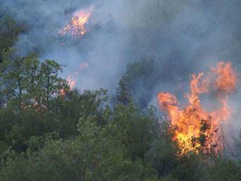 В одной из турецких провинций горят леса - trend.az - Турция - Turkey - провинция Мугла